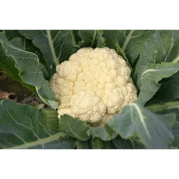 Cauliflower (43)-5084287-68248.webp